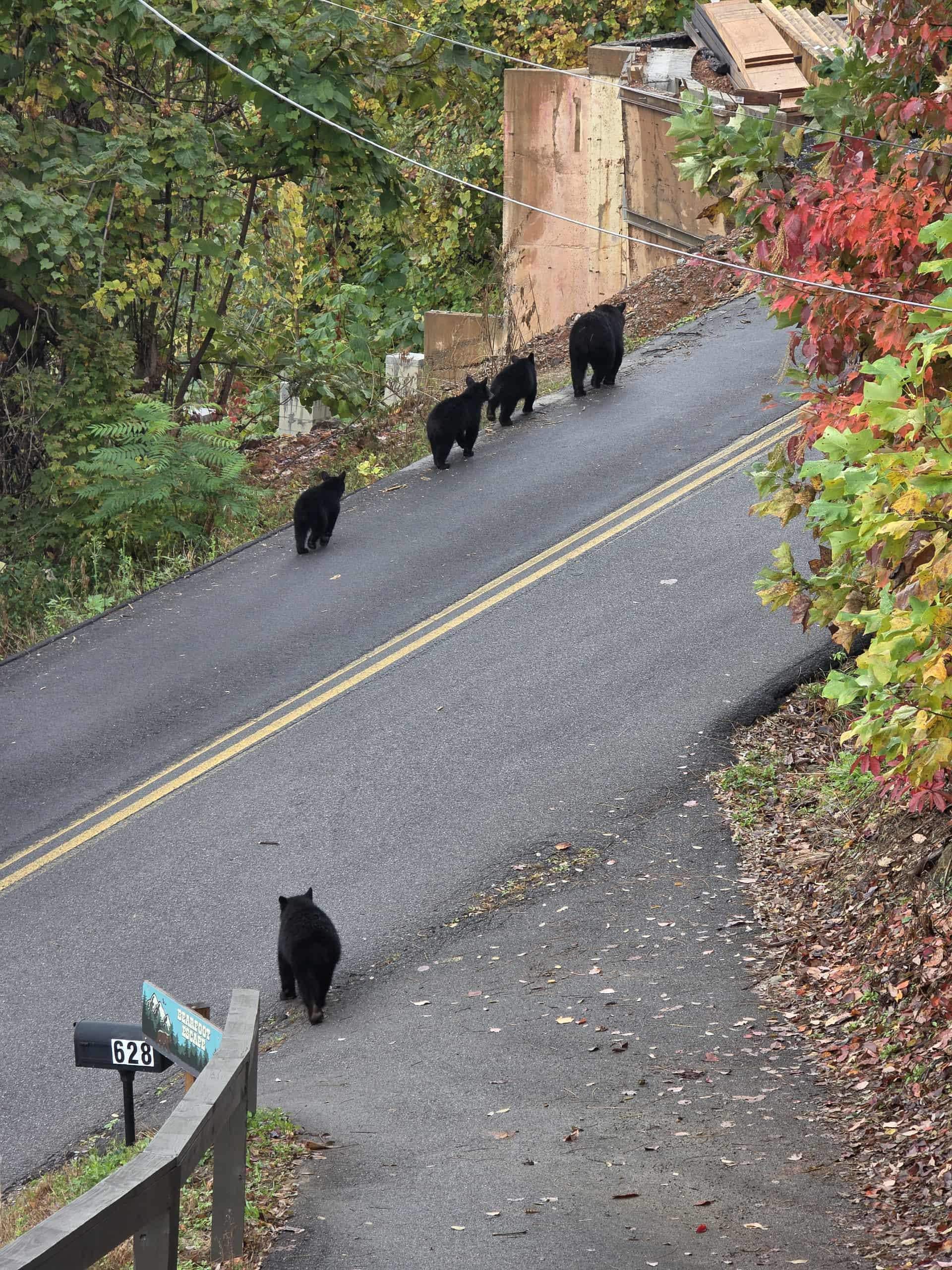 Mama bear and her 4 cubs leaving the property.