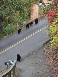 Mama bear and her 4 cubs leaving the property.