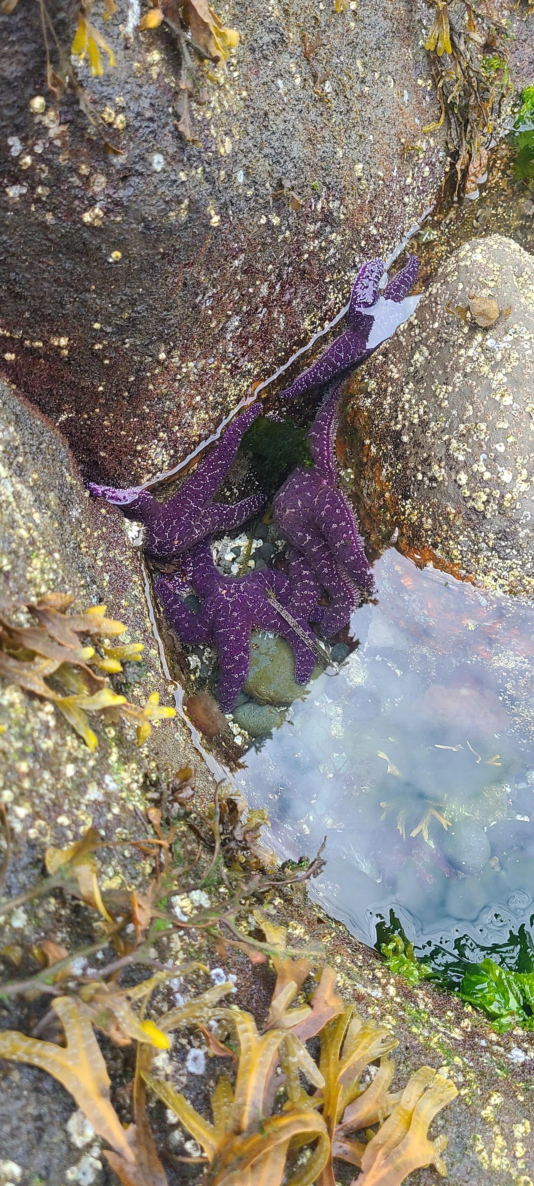 Starfish tucked in rocks at low tide.