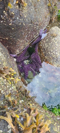 Starfish tucked in rocks at low tide.