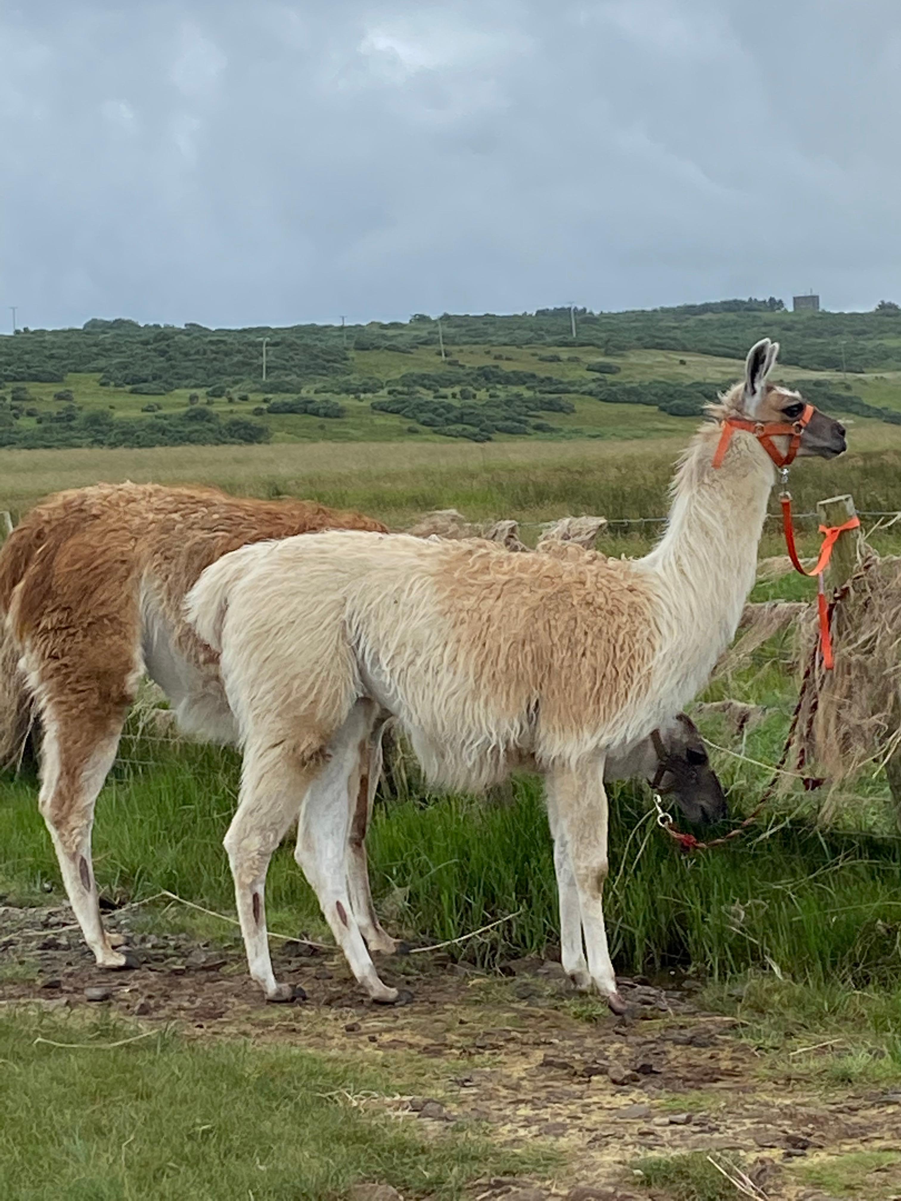 Did the Llama trek 