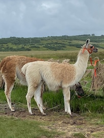 Did the Llama trek