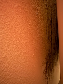 Black Mold behind the toilet in the second half bathroom