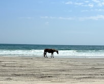 Just a typical day on the beach.