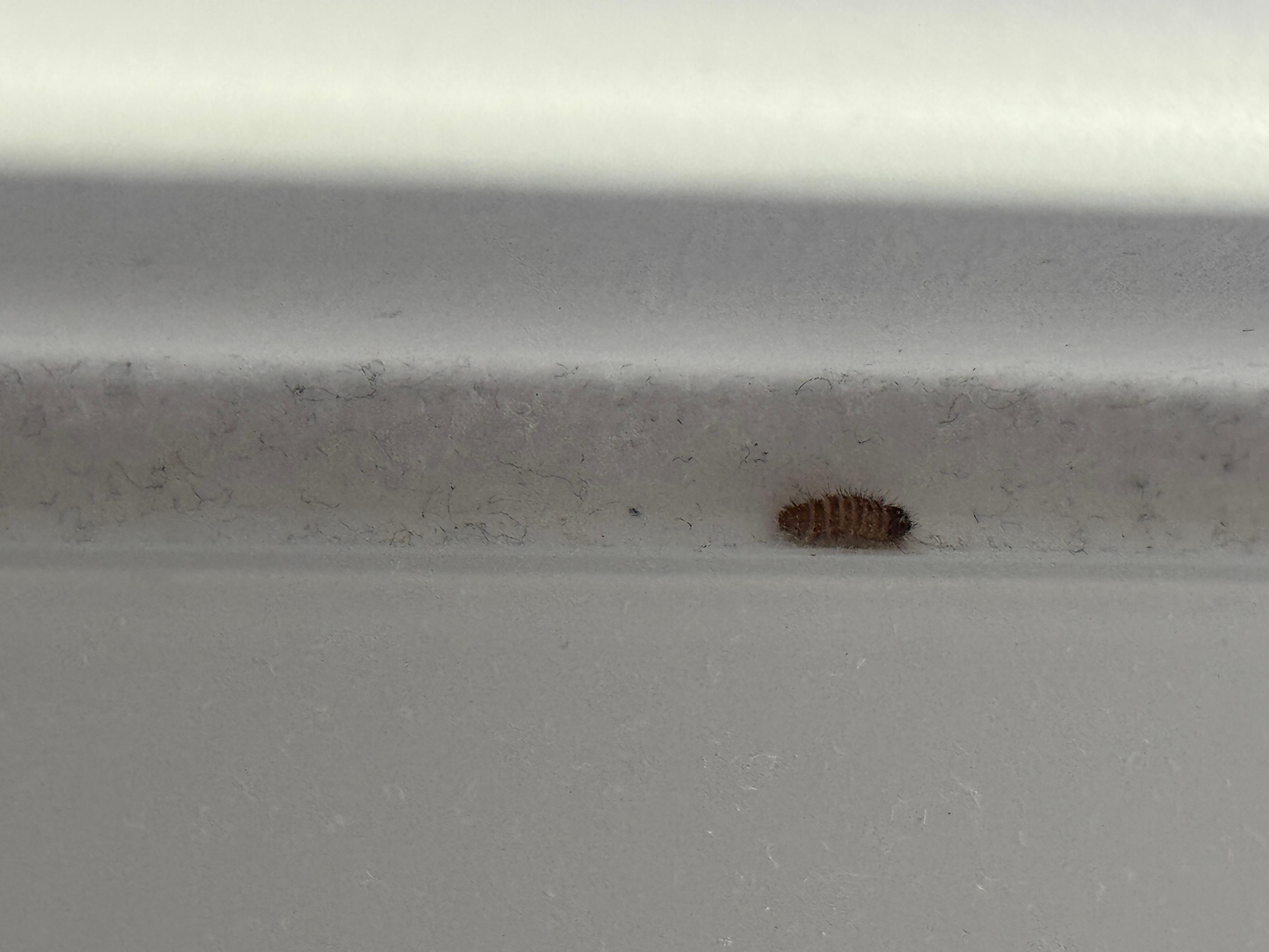 Close up confirmation of carpet bugs