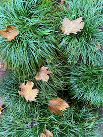 Fall is coming