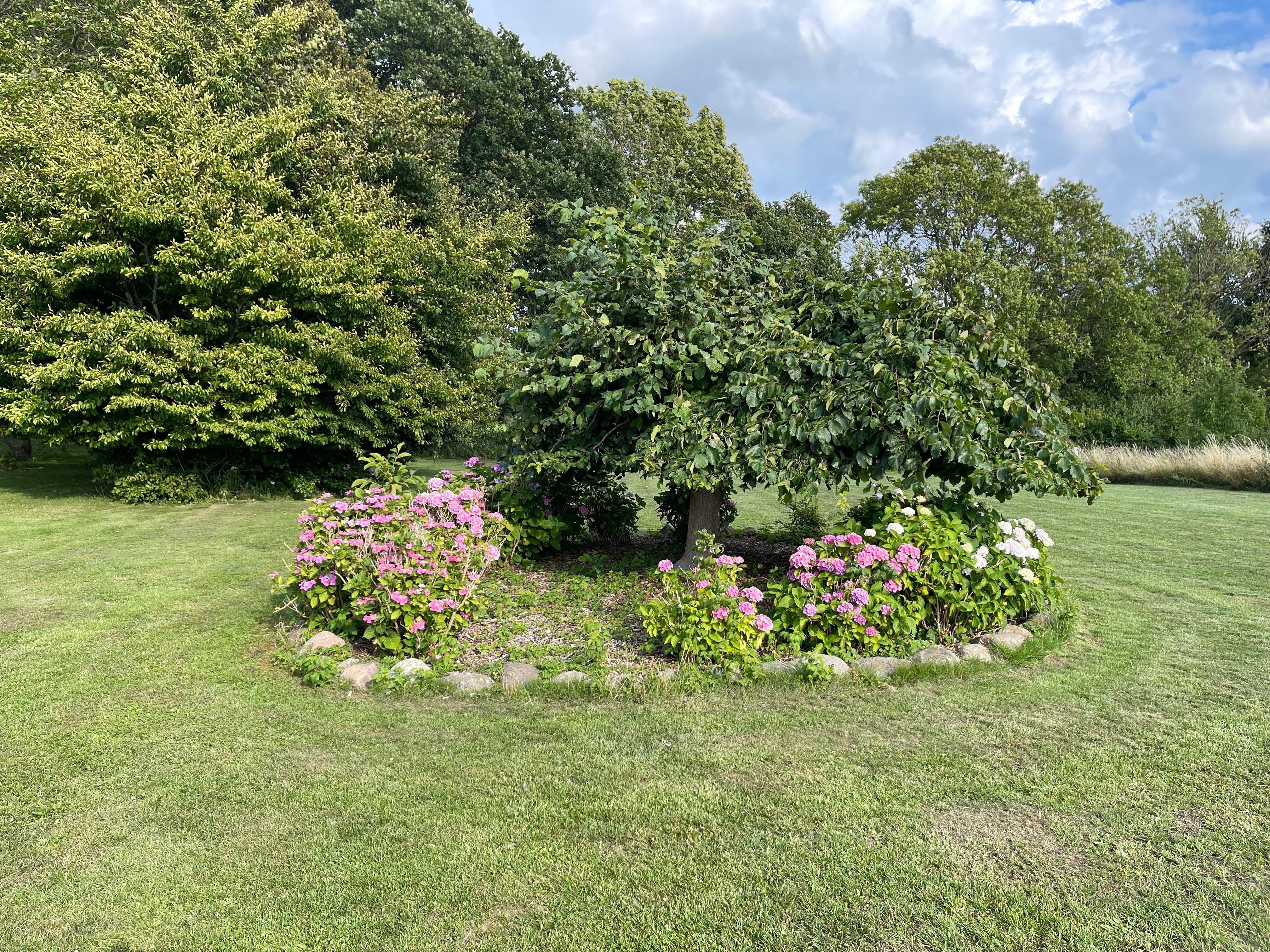 Lovely flowers well organised in the garden area