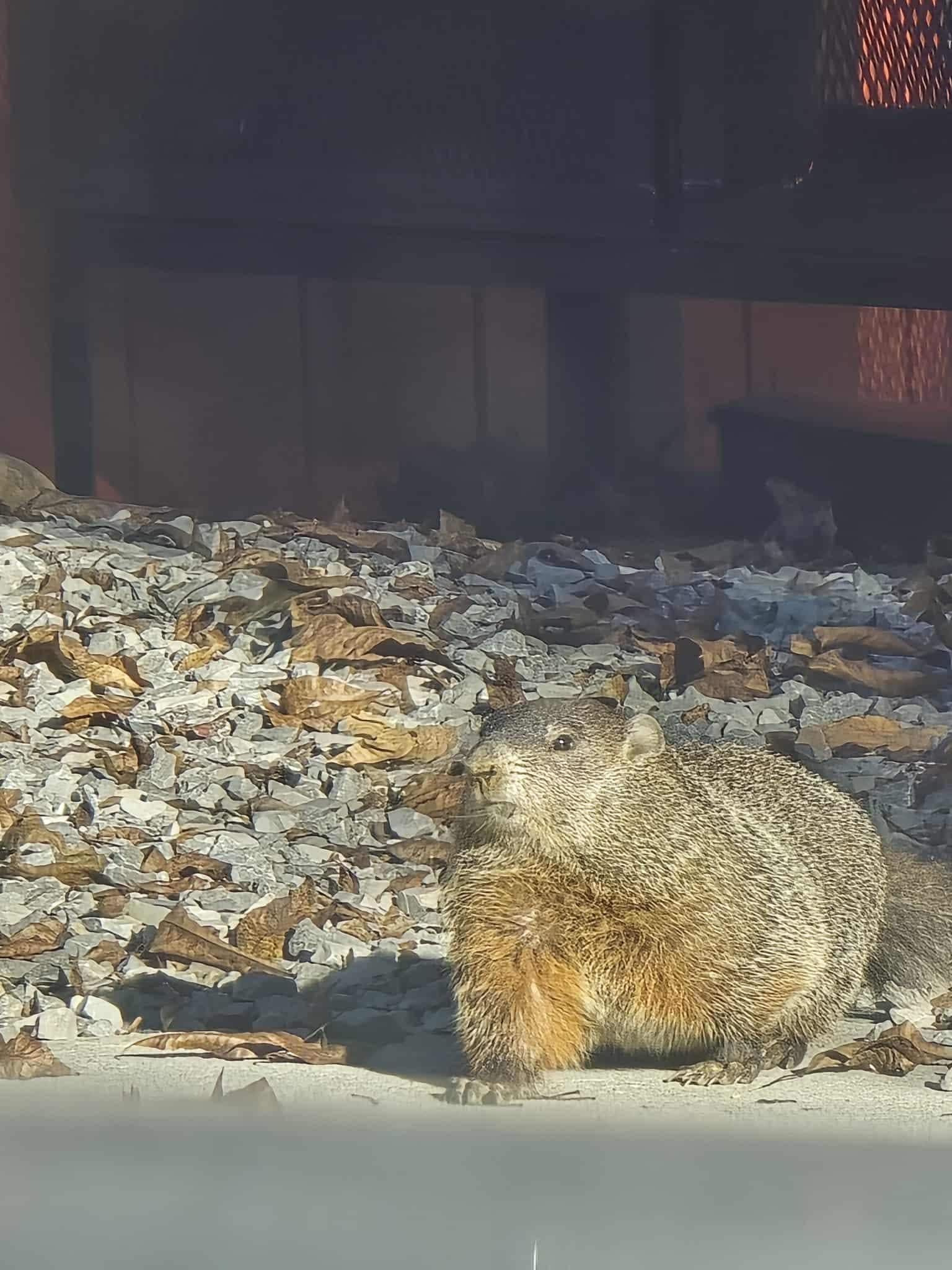 Our chunky friend! ❤️
