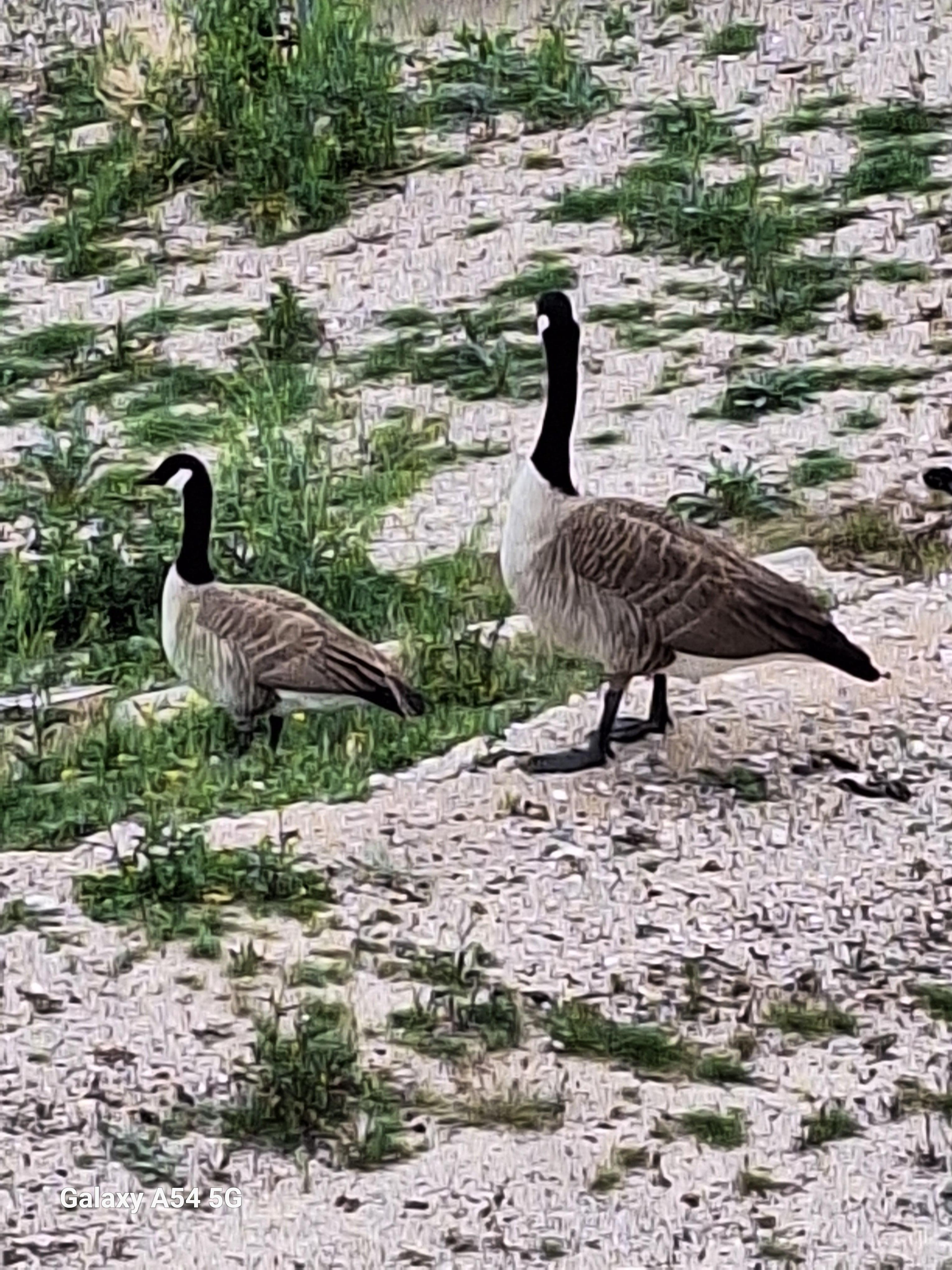Geese that joined us on the private beach for this Hotel/Casino