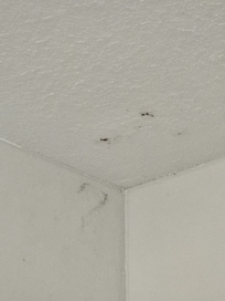 Mold on bathroom ceiling