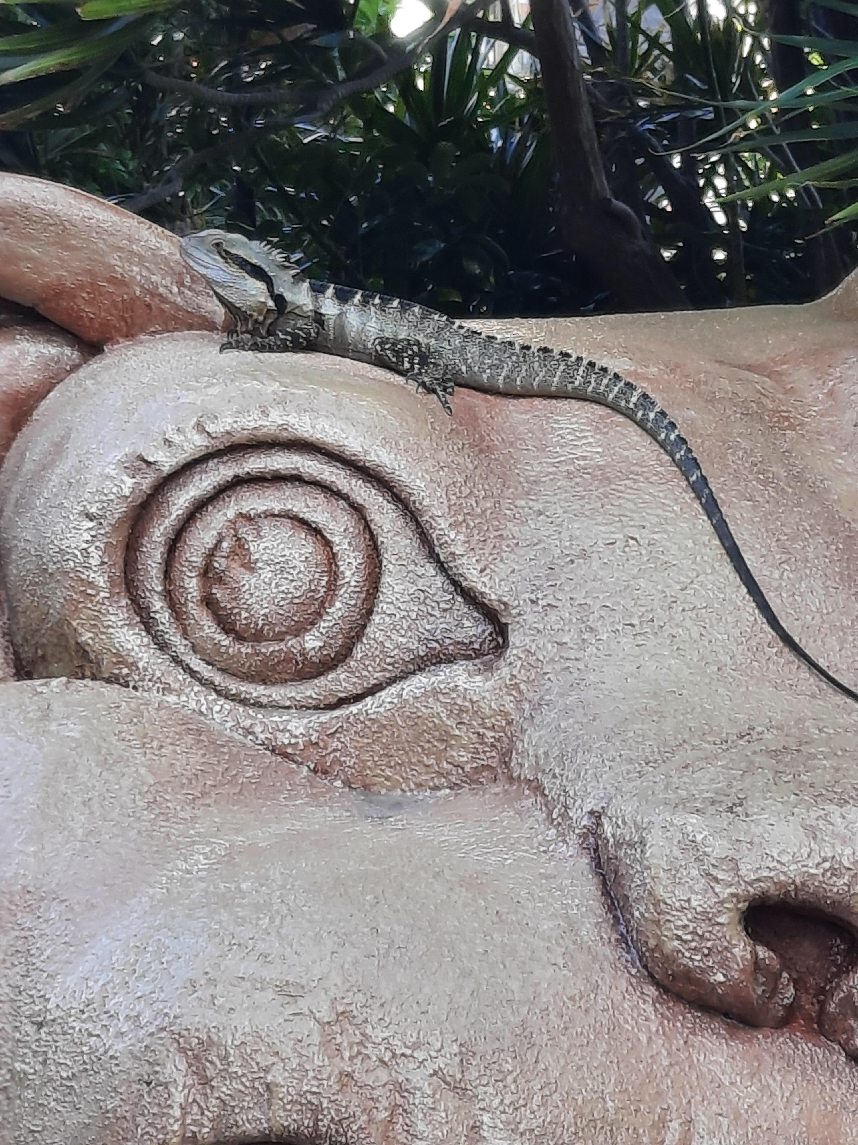 Cool lizard sun bathing by pool