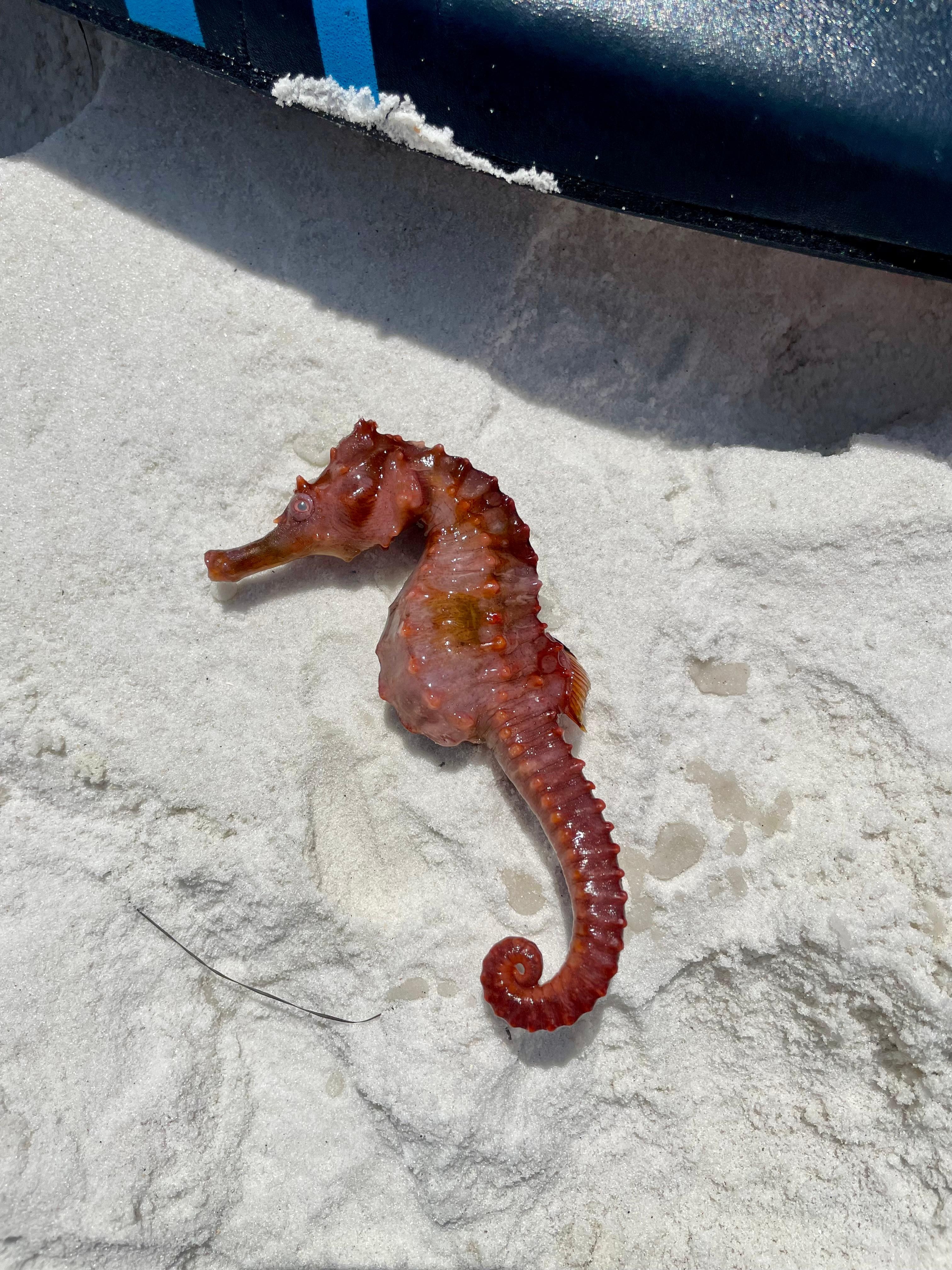 Our sons find on the beach! 