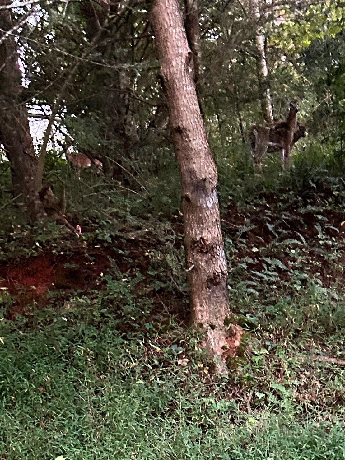 Look closely you’ll see a few visitors I had the morning I stayed.