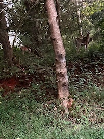 Look closely you’ll see a few visitors I had the morning I stayed.