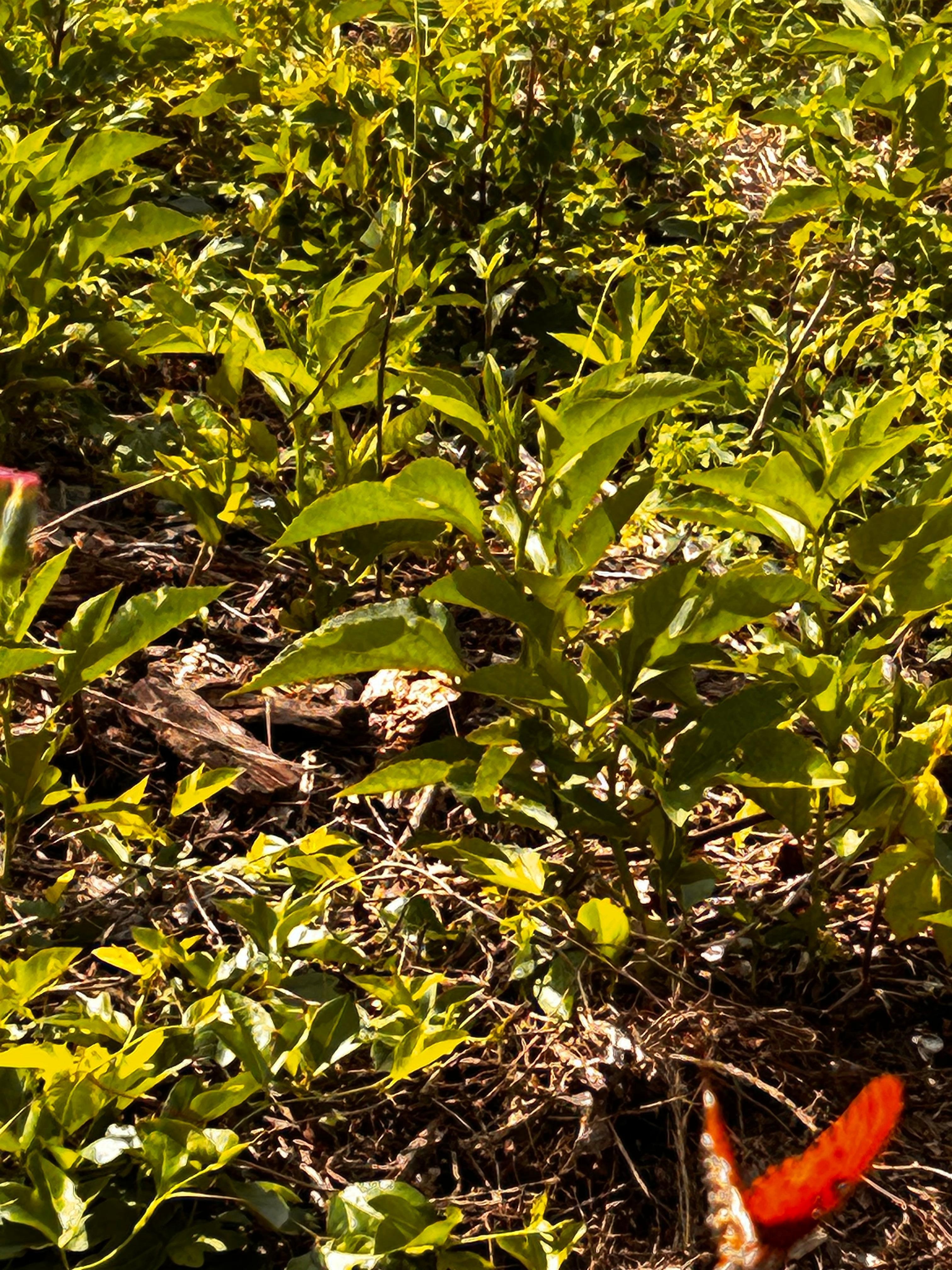 beautiful butterflies 