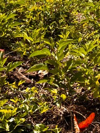 beautiful butterflies