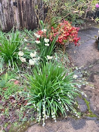 Beautiful garden