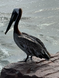 This guy hung around for quite a while.