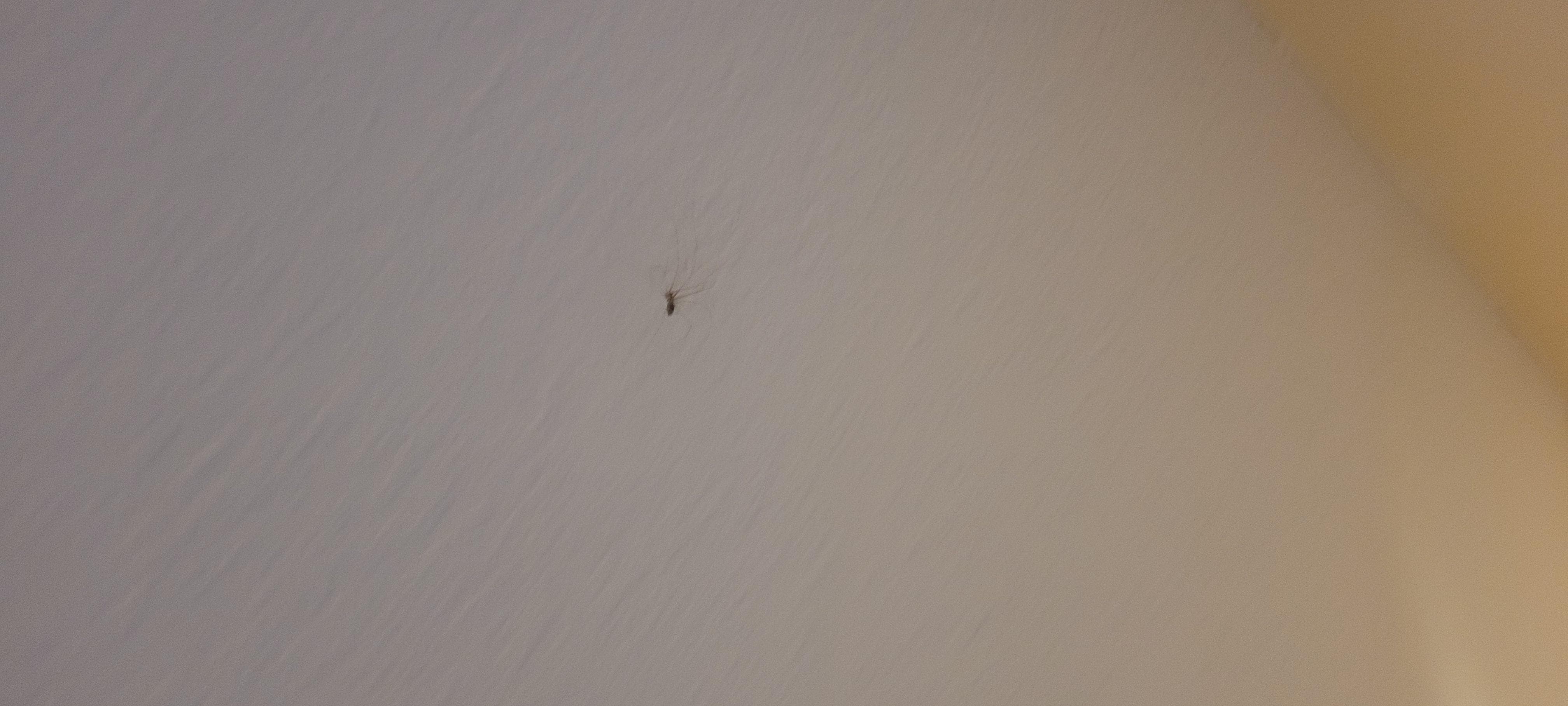 Bedbugs