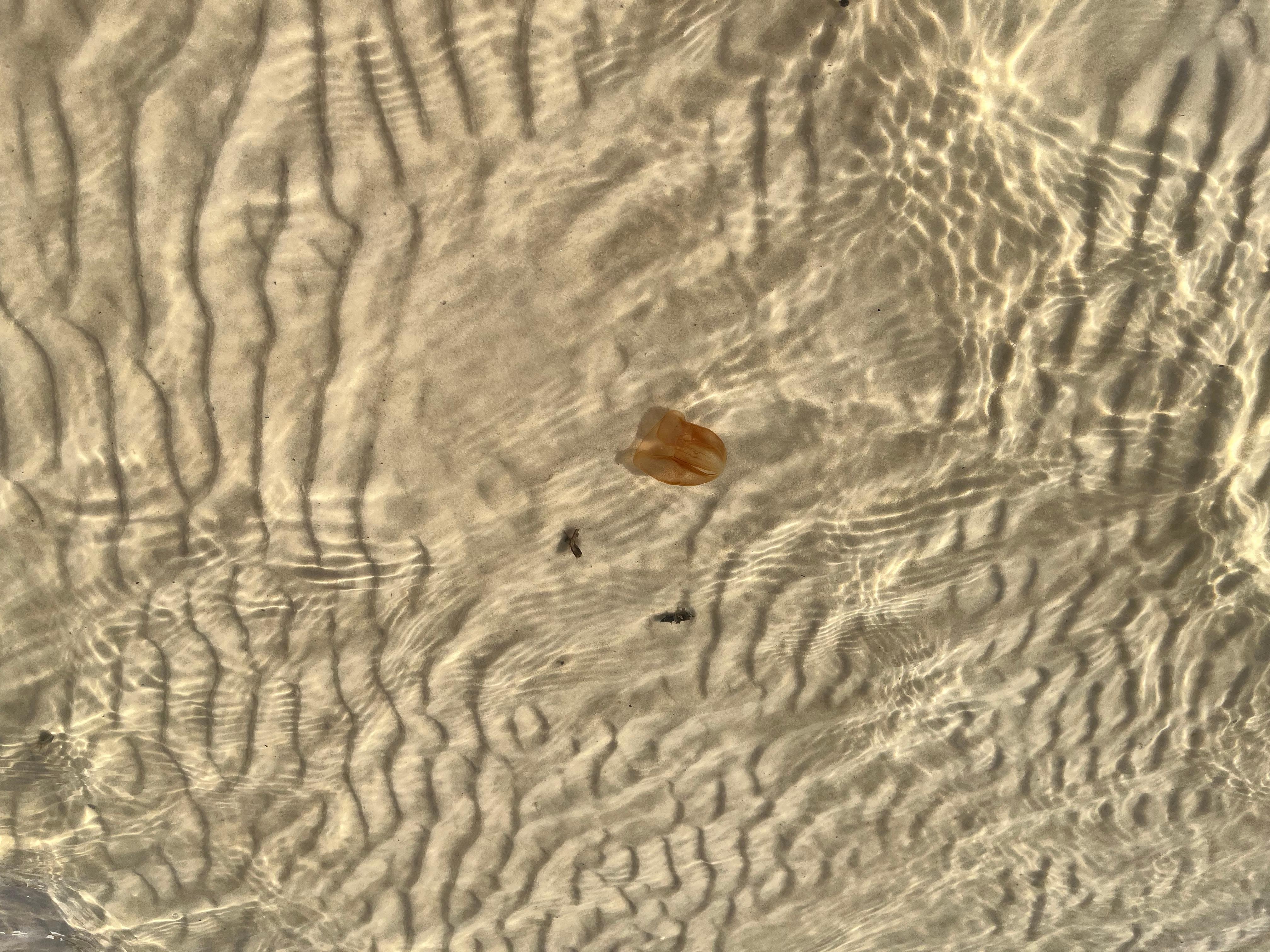 So much marine life to see just steps from the front door!