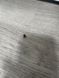 Dead bugs