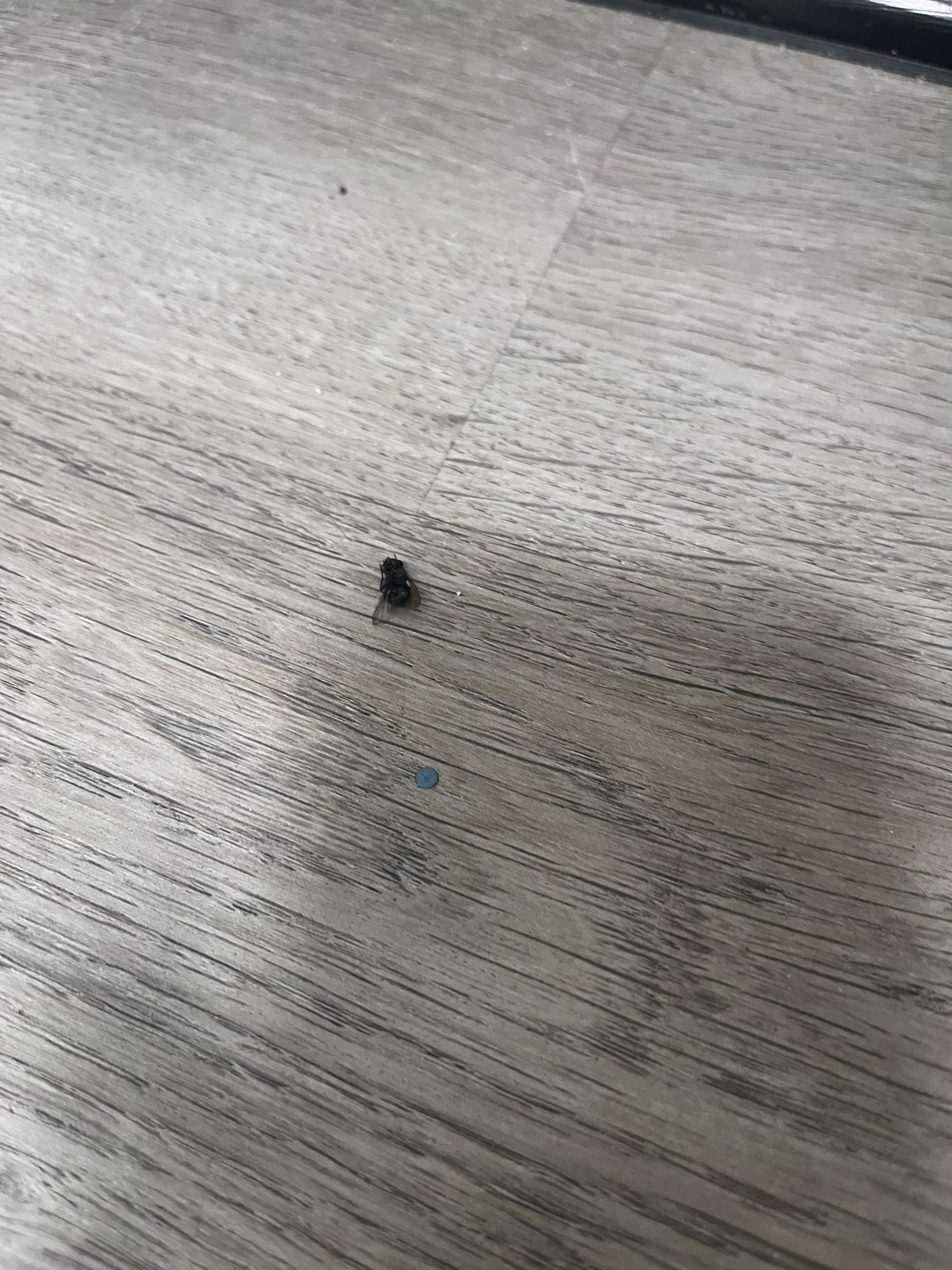 Dead bugs
