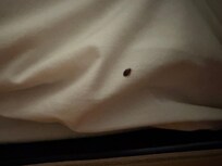 Bed Bugs