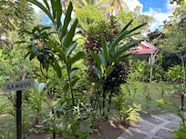 Cottage set in the jungle surroundings