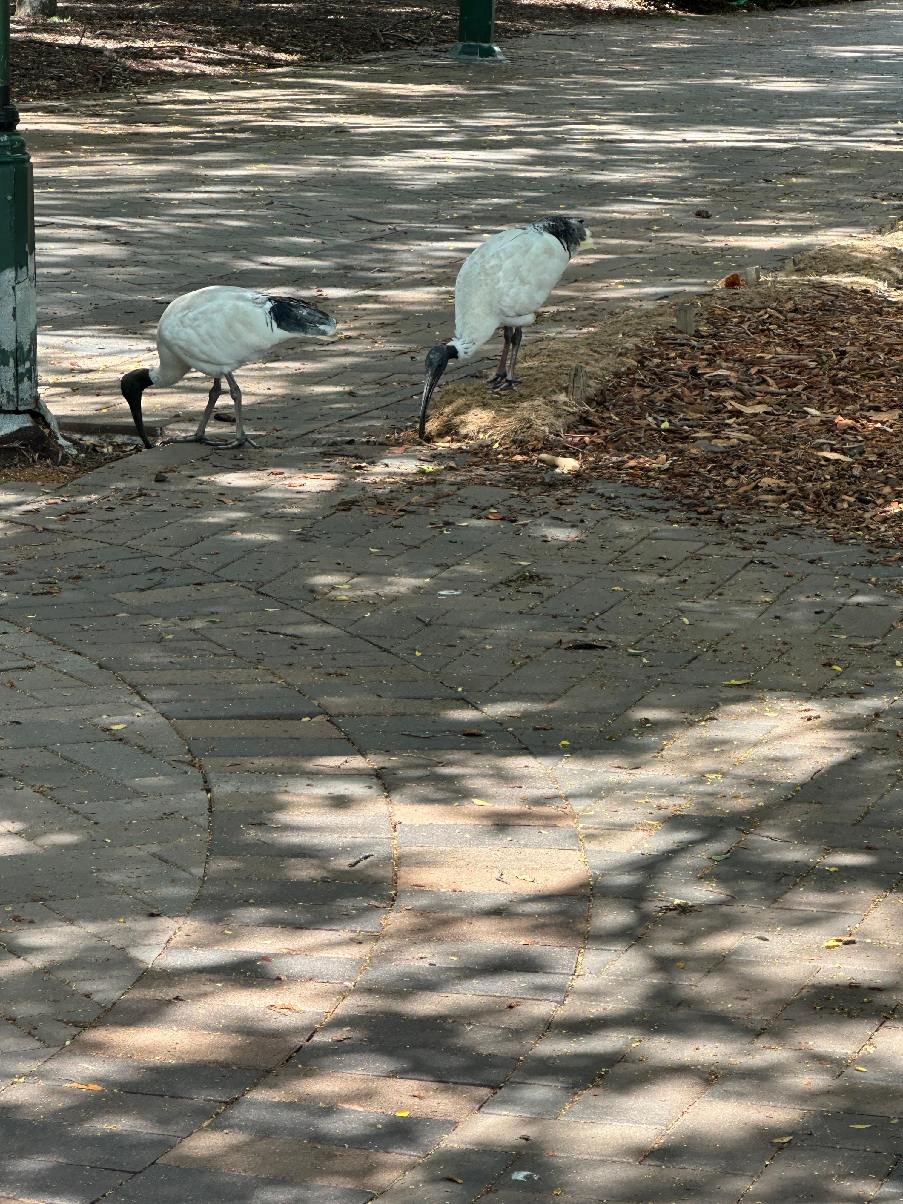 Park across the street 