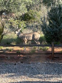 Mule deer