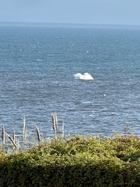 Whales