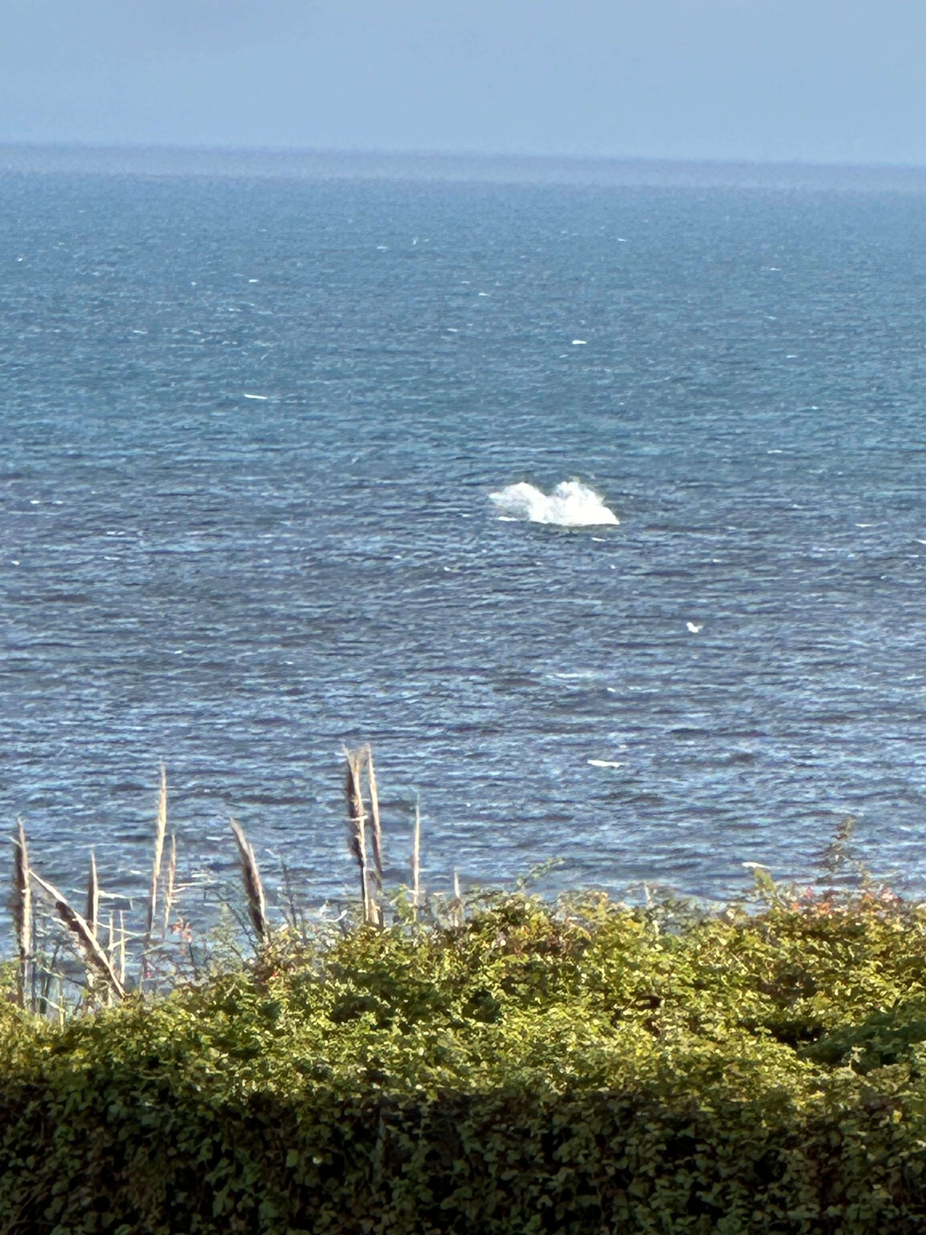 Whales