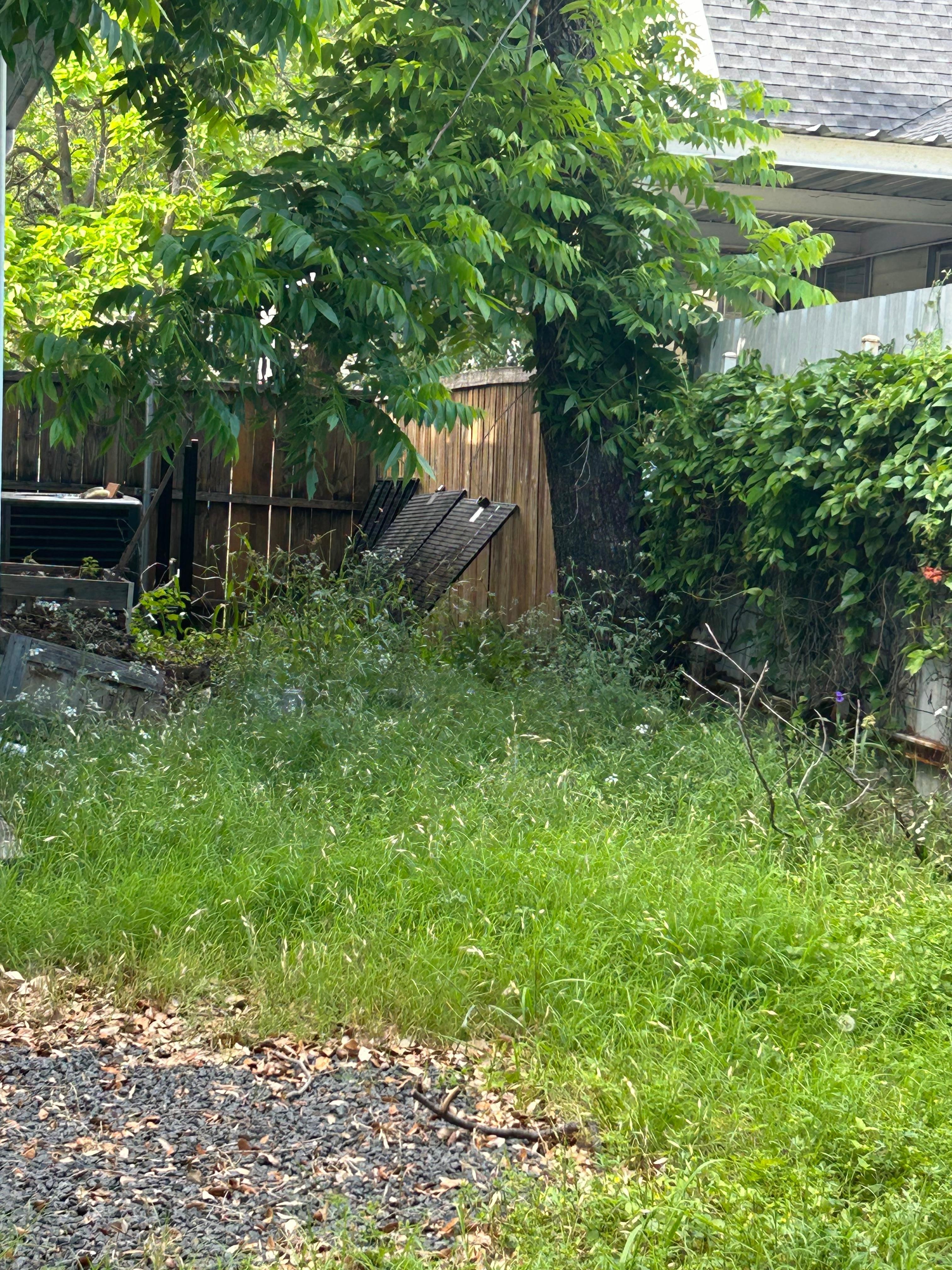 Back yard 
