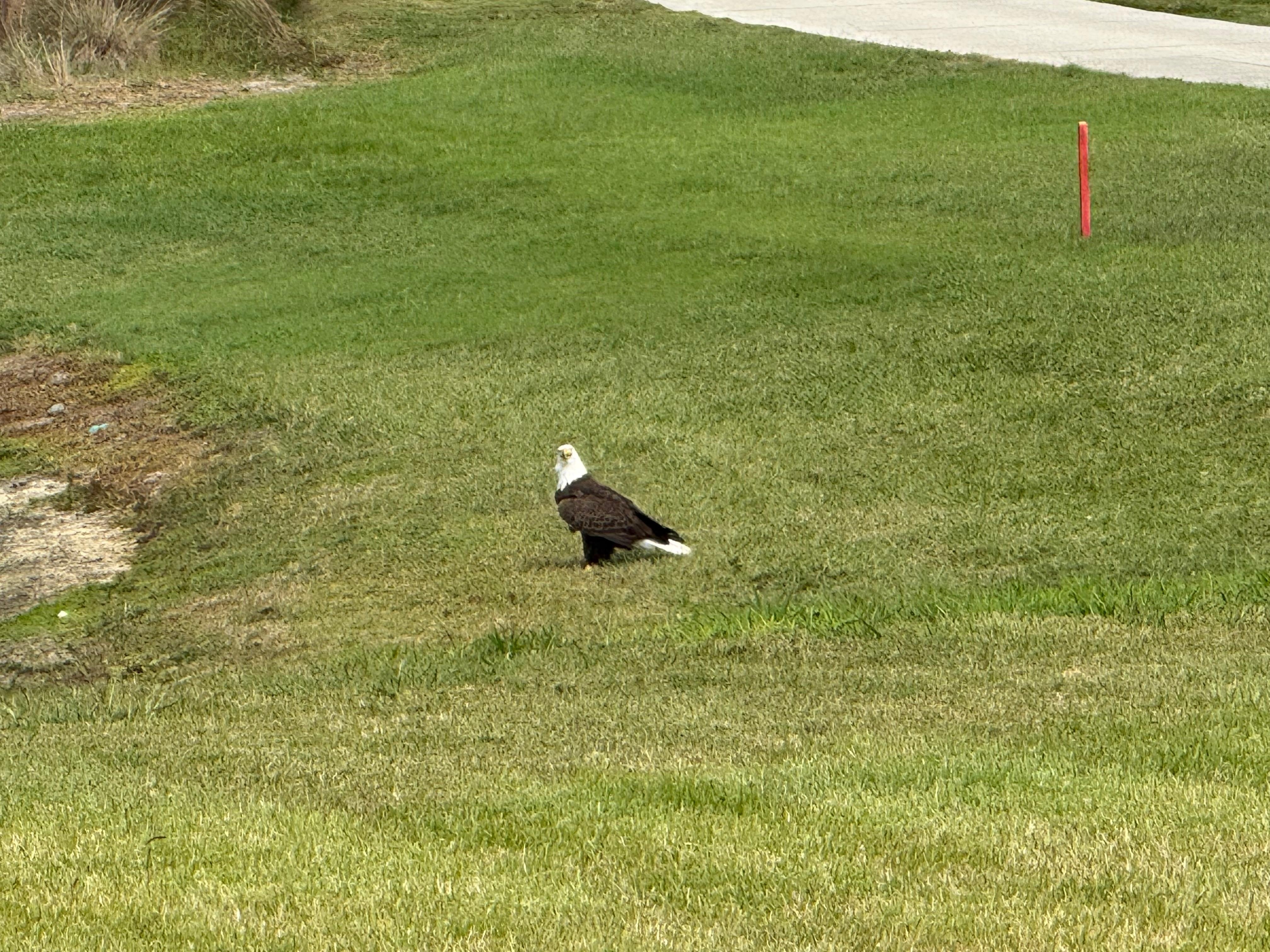 Bald eagle landed in the yard and were flying overhead on several days!