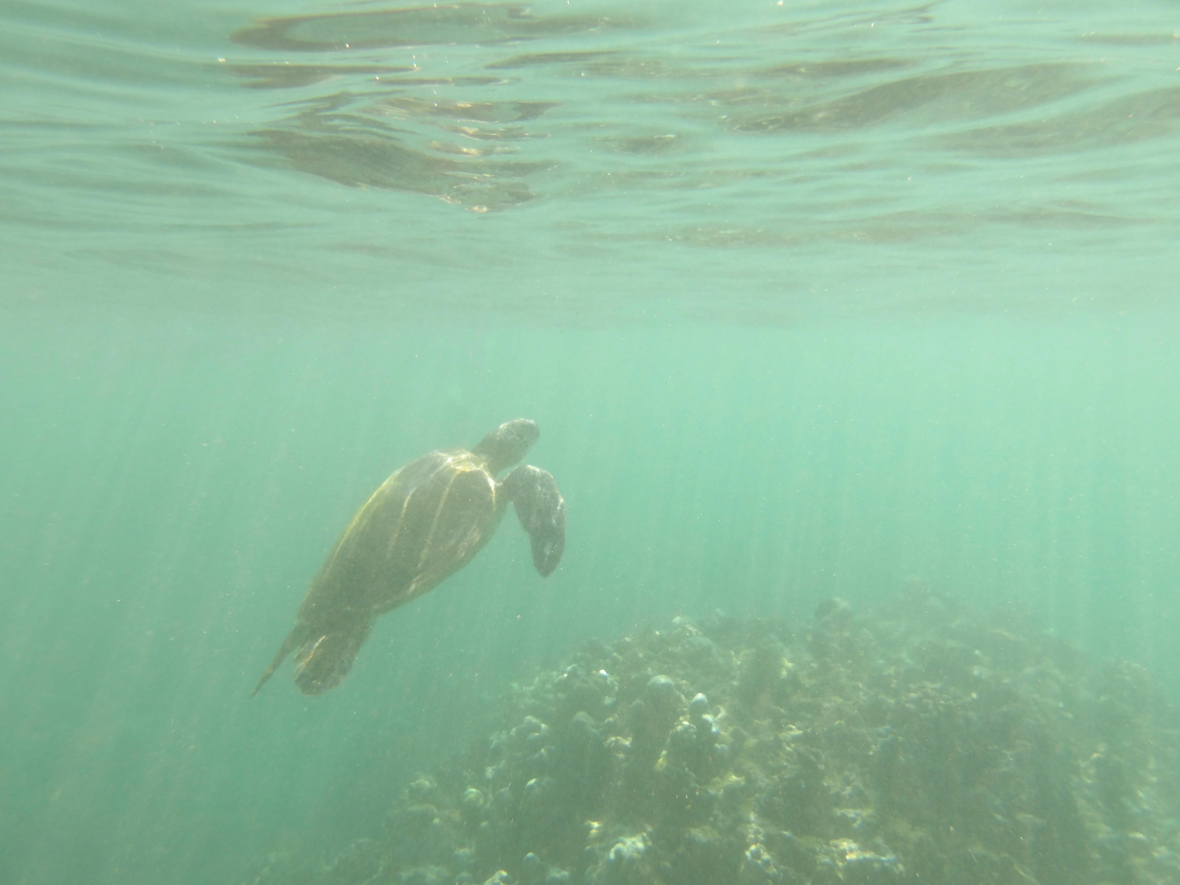 Sea turtle photo taken while snorkeling directly in front of rental