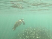 Sea turtle photo taken while snorkeling directly in front of rental