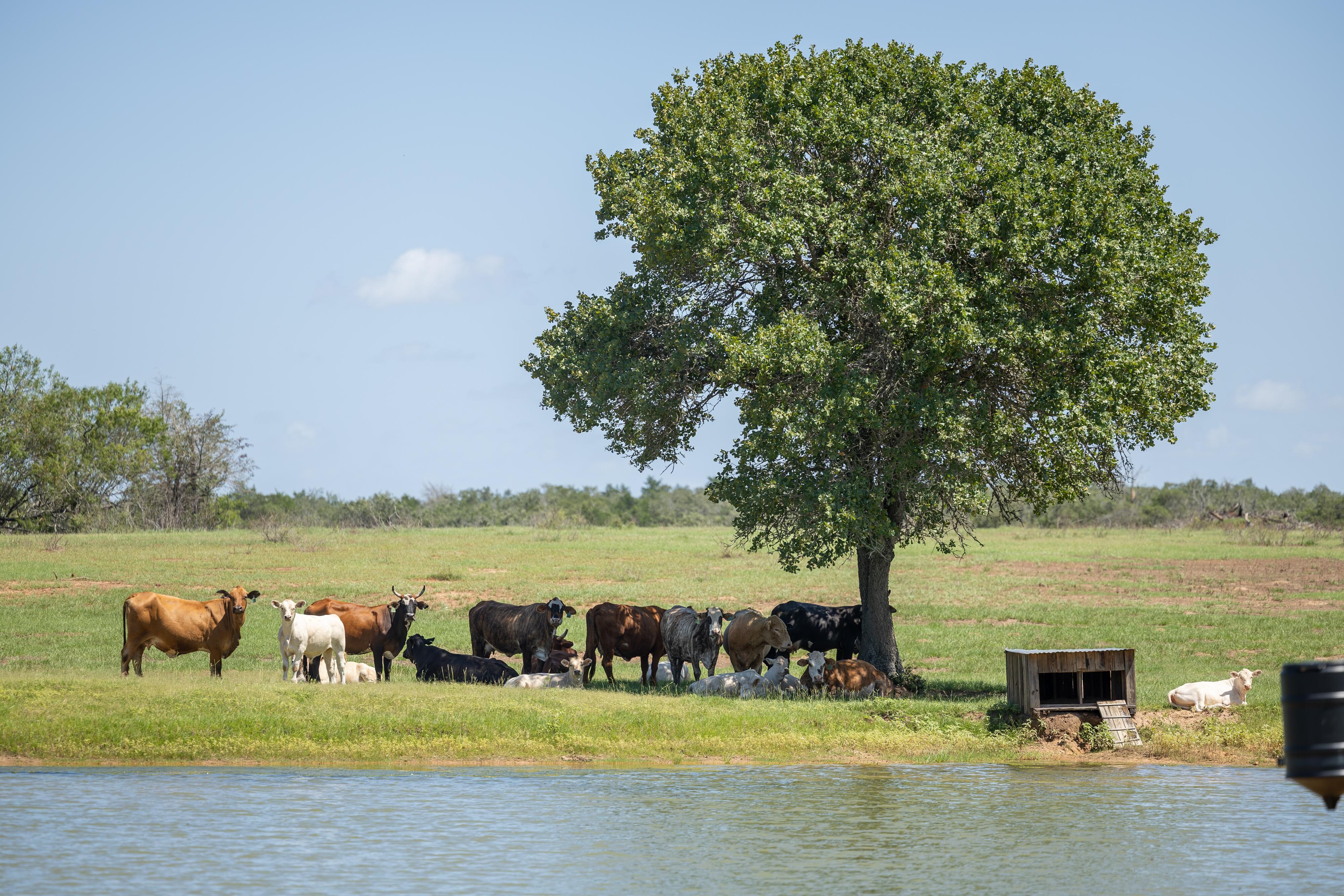 Plenty of cows. They were very suspicious of us and never came near.