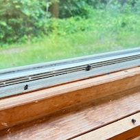 Dead flies in the bathroom window on the inside of the window.