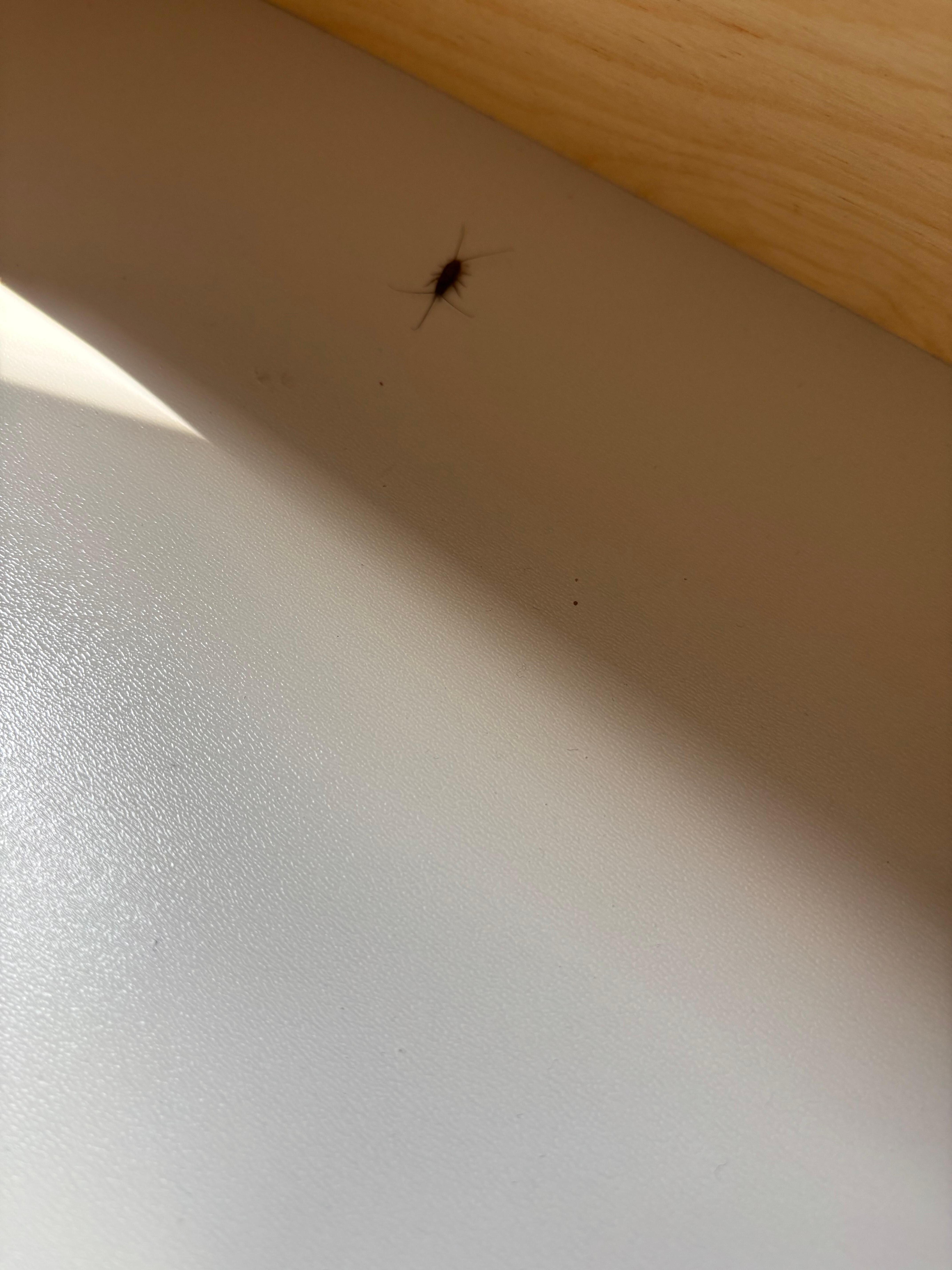 Roach in drawer