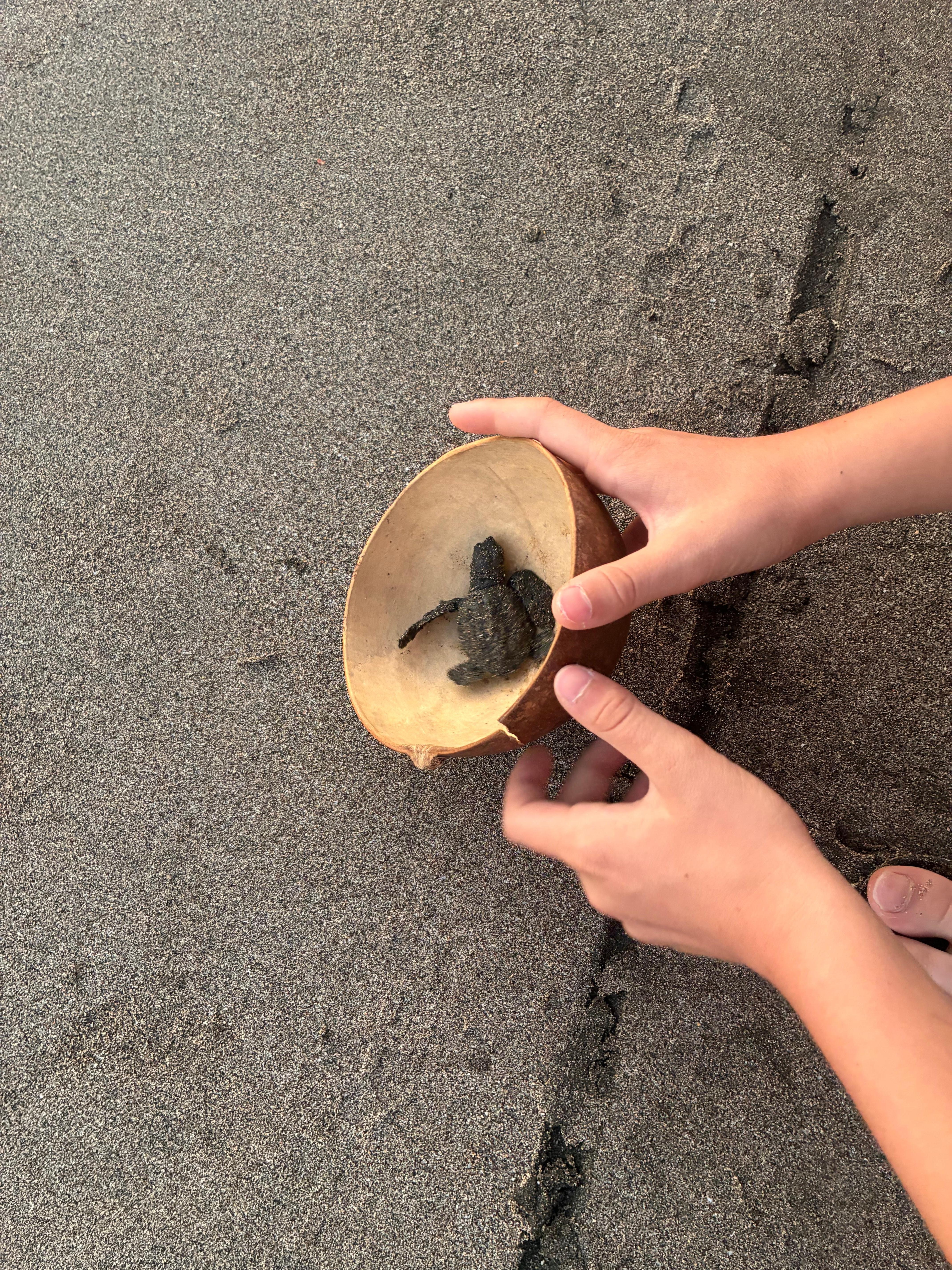 we were able to release baby sea turtles!
