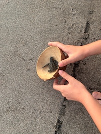 we were able to release baby sea turtles!