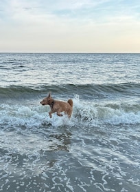 Bodie’s first beach trip