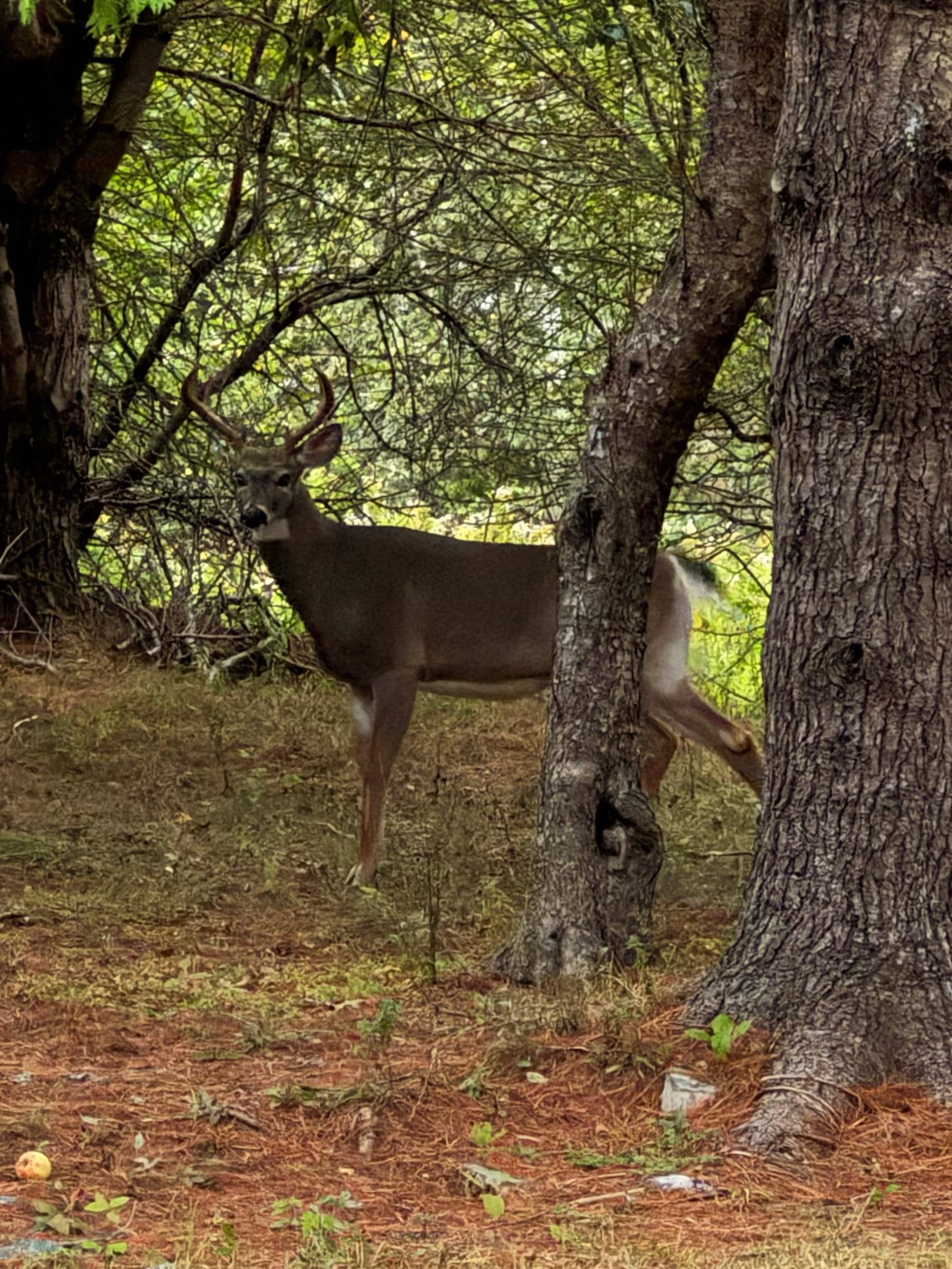 Visitor in front yard