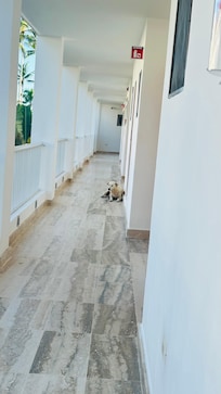 Dogs by the doors of the rooms