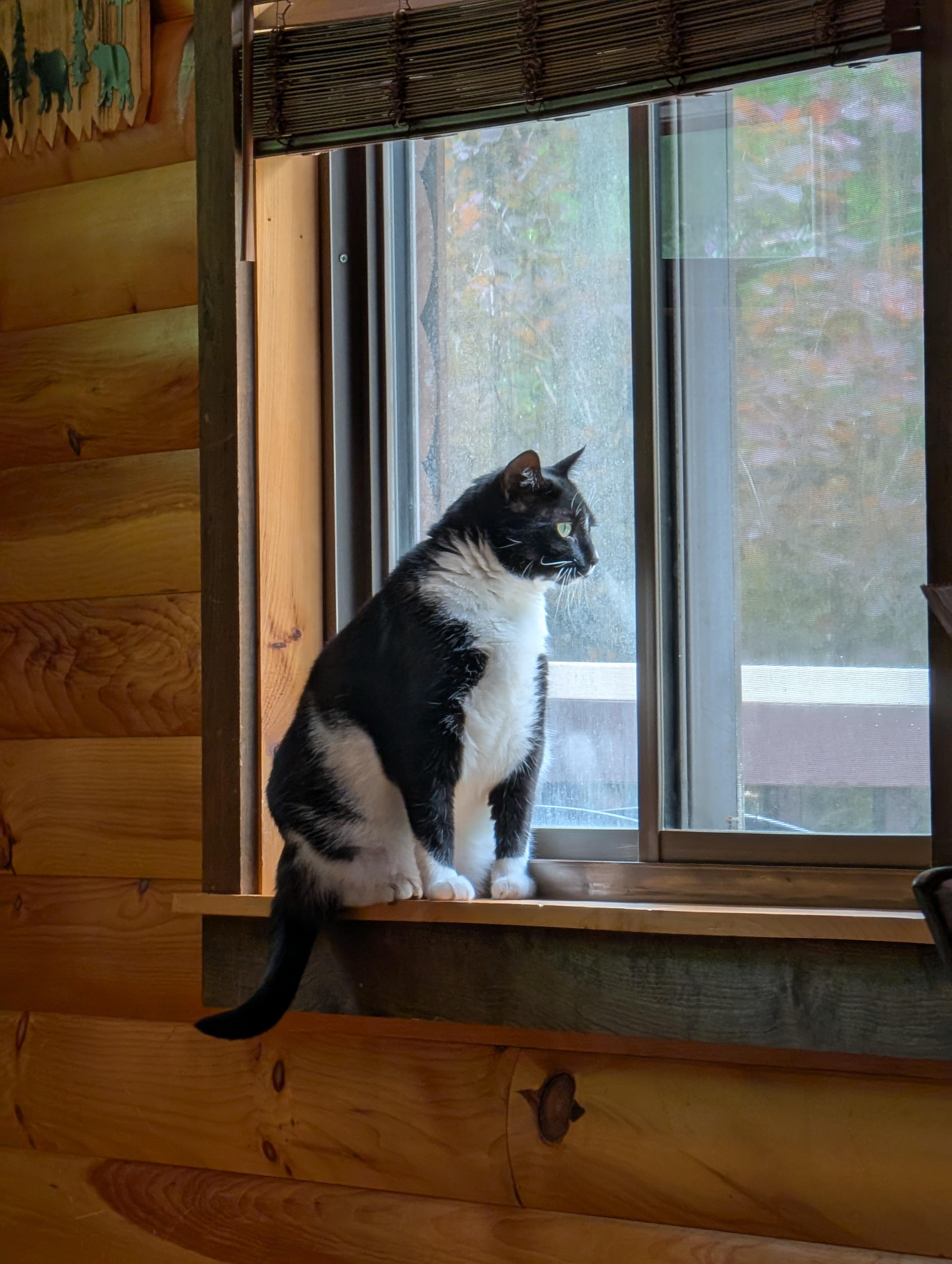 Dining room window