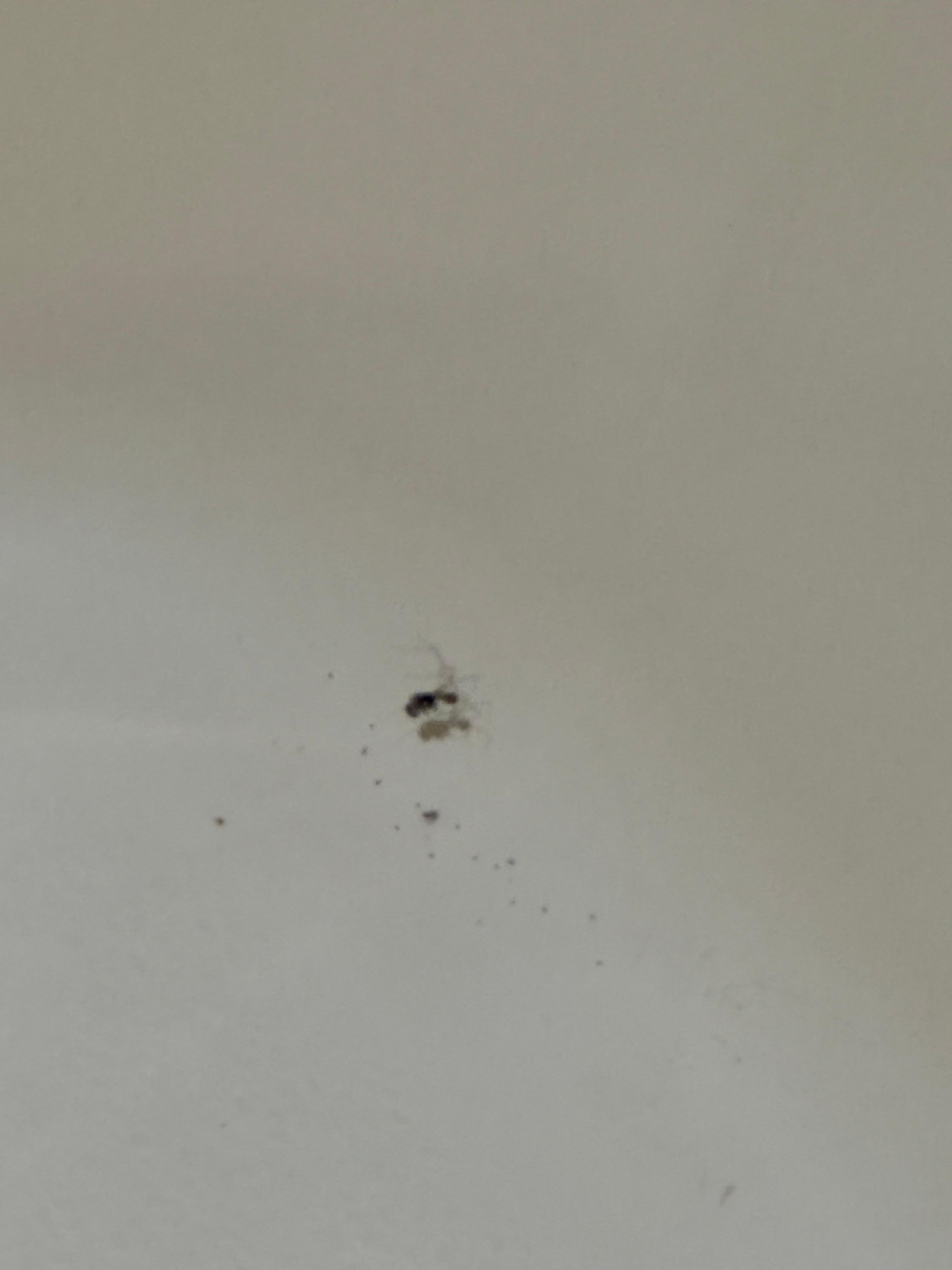 Spider in tub