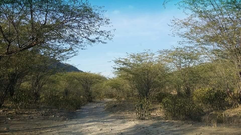 Approach road through woods