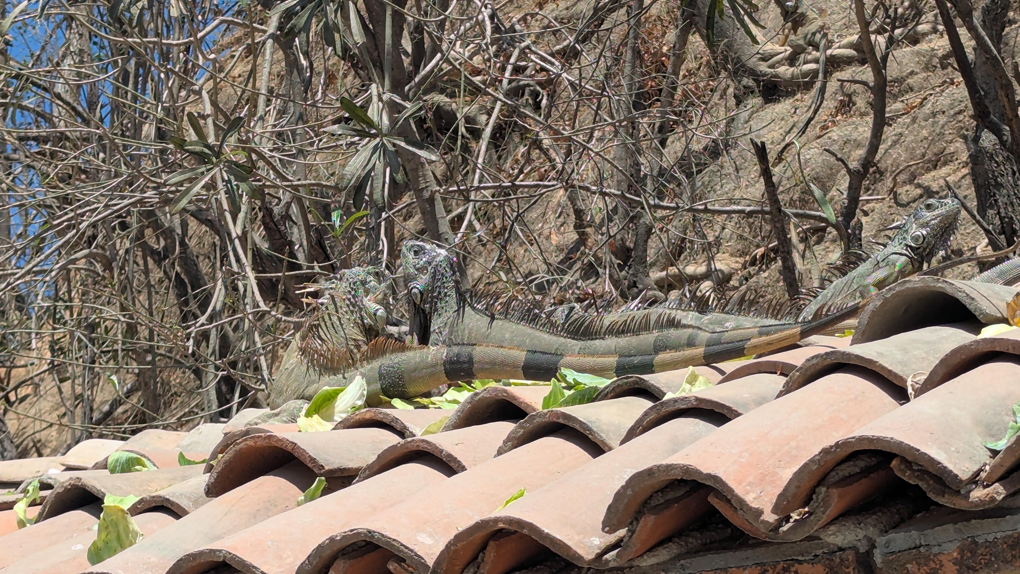 Real Iguanas on the bus stop roof