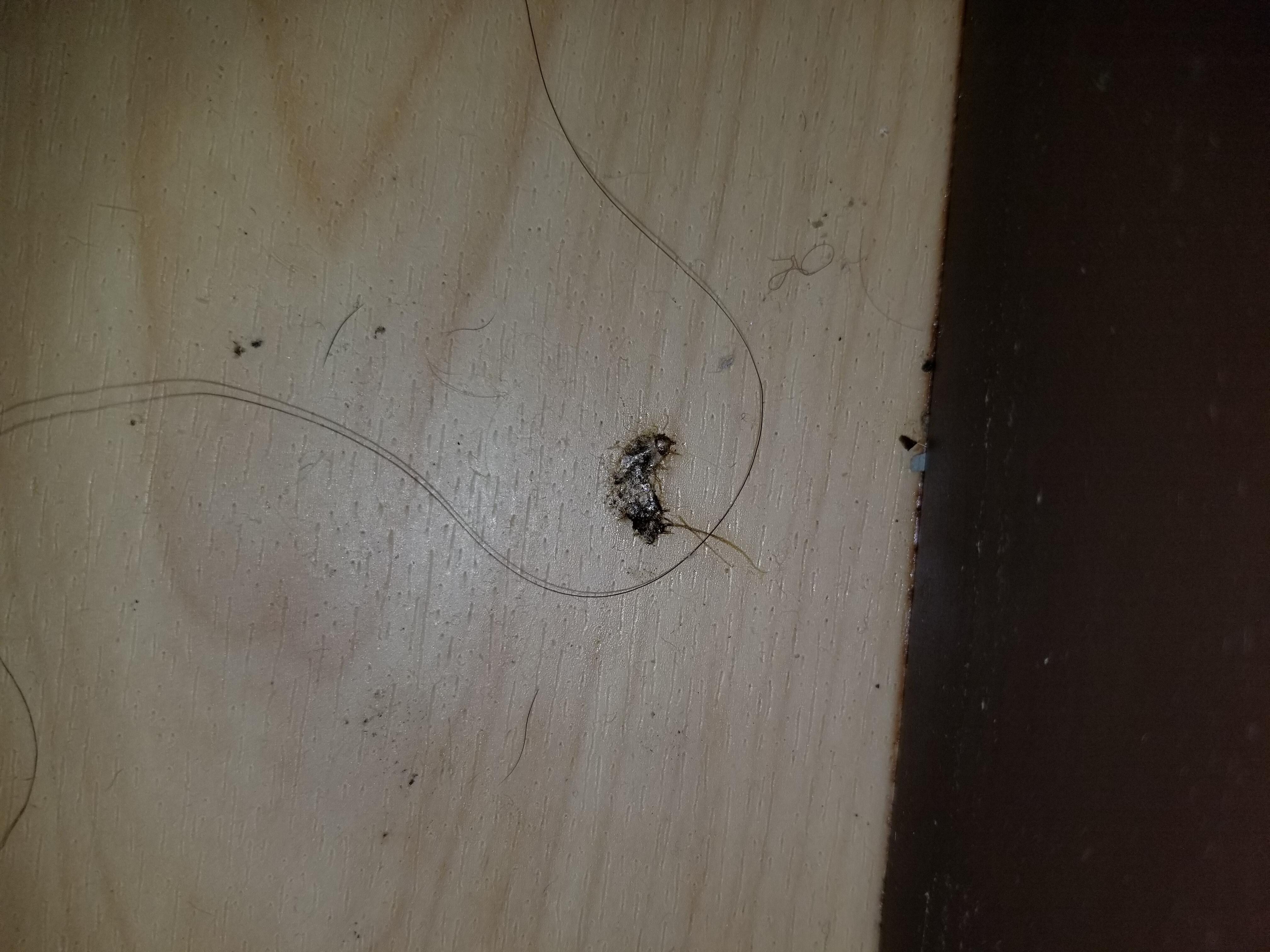 Dead bugs (guess I should be thankful that they are dead)