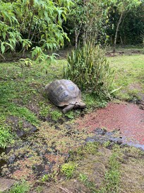 Tortoises on the Semilla Verde grounds.